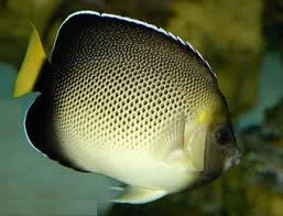 Ideacquario, foto 4